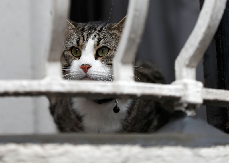 © Reuters. Foto de archivo. El gato de Julian Assange sentado en el balcón de la embajada de Ecuador, en Londres, Reino Unido.