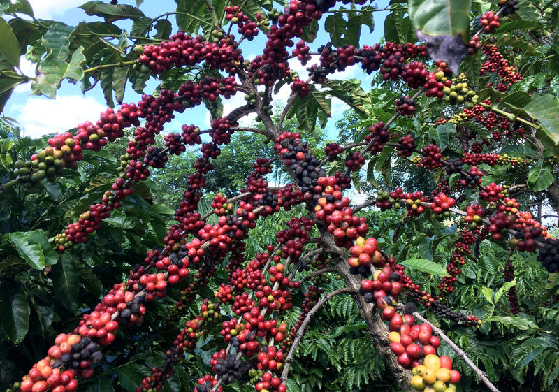 © Reuters. Plantio de café em São Gabriel da Palha (ES)