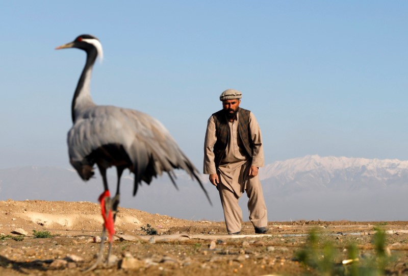 © Reuters. أمنية صياد أفغاني.. إيقاع الطيور في شباكه في أجواء الحرب