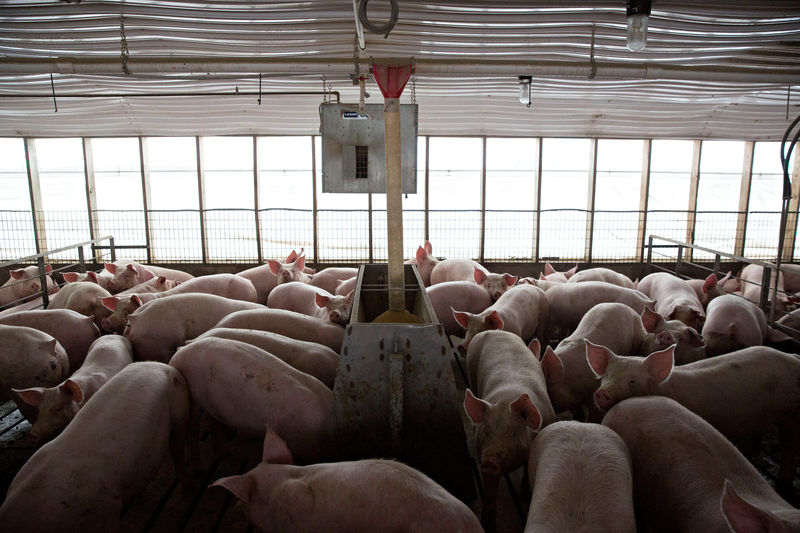© Reuters. Pigs nearing market weight stand in pens at Duncan Farms in Polo