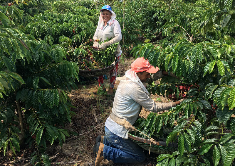 © Reuters. Agricultores colhem café em São Gabriel da Palha (ES)