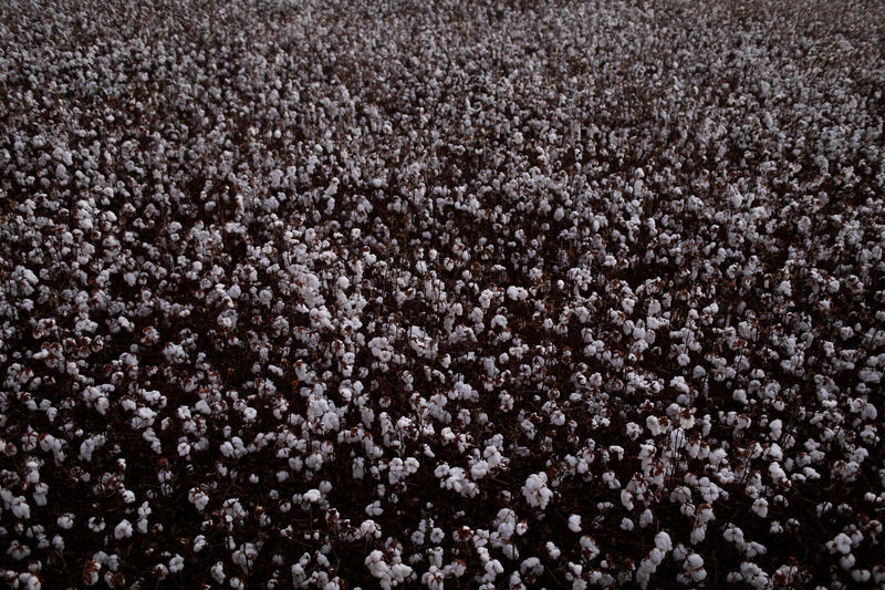 © Reuters. Cotton is pictured at the Guarani Farm of a Catelan family, in Roda Velha district near Luis Eduardo Magalhaes, Bahia state