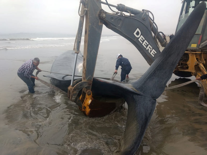 © Reuters. Rescatistas de la Armada, funcionarios y miembros de la comunidad local intentan rescatar a ballena varada en una playa del norte de Chile