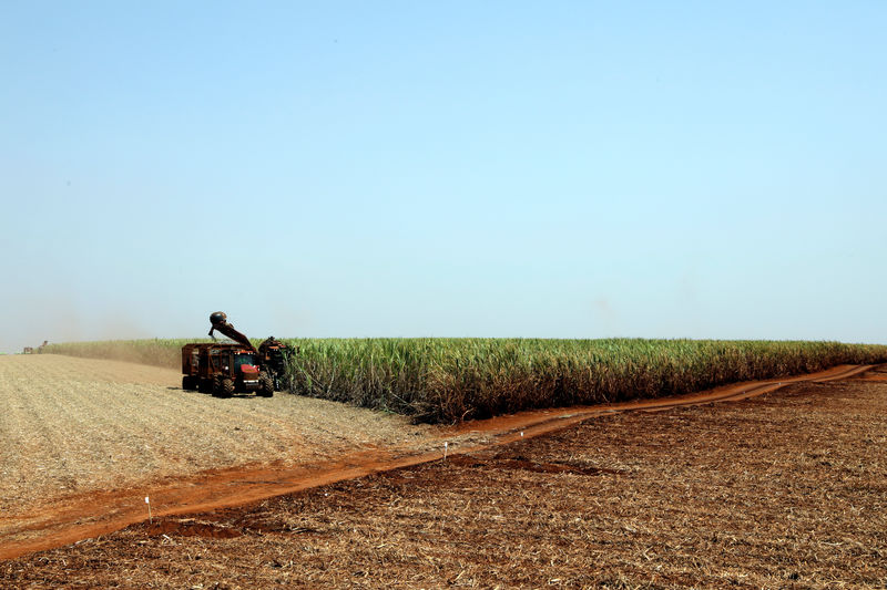 © Reuters. Plantação de cana em Pradopolis, Brasil