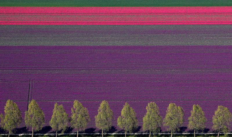 © Reuters. Vista aérea de un campo de tulipanes cerca de la ciudad de Creil