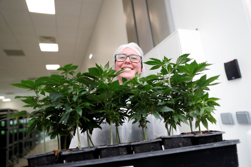 © Reuters. Worker smiles as she shows cannabis plants at the Tilray factory in Cantanhede