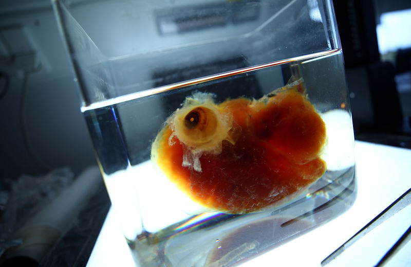 © Reuters. En la imagen, un cerebro humano transparente expuesto por el doctor Ali Ertuerk en su laboratorio en Múnich