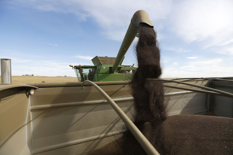 © Reuters. Farmers unload canola while harvesting on Barry Lang's farm near Beiseker.