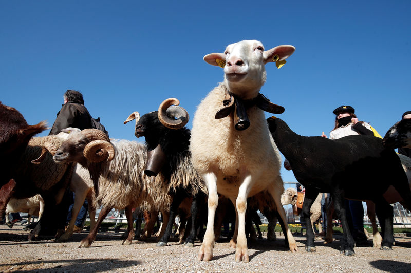 © Reuters. LES ÉLEVEURS DE BREBIS DE PYRÉNÉES EN COLÈRE CONTRE LES OURS VORACES