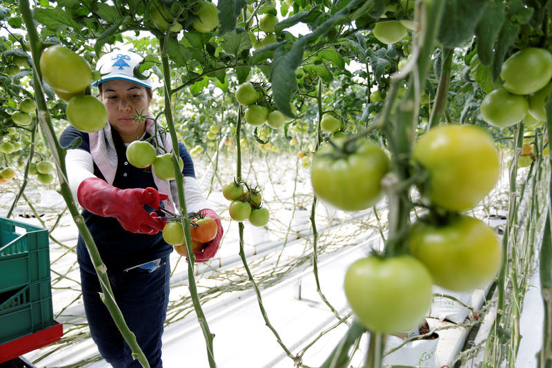 © Reuters. FILE PHOTO: Worker cuts tomatoes off the vine at a greenhouse in La Piedad