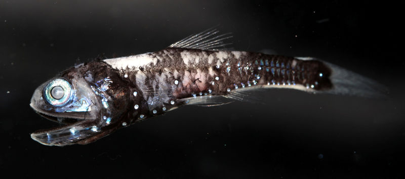 © Reuters. تكيف جيني فريد يجعل بعض الأسماك تميز الألوان في الأعماق السحيقة