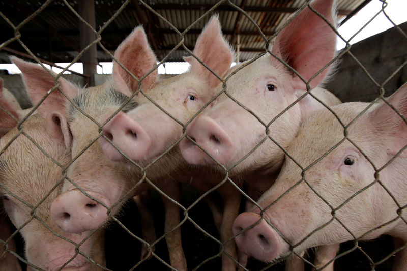 © Reuters. Porcos em fazenda de criação