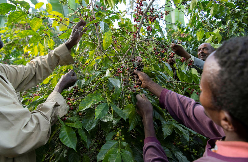 © Reuters. FILE PHOTO: Farmers pick red coffee berries at Yosef Lema’s farm at Shebedino district in Sidama