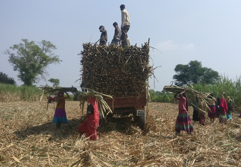 © Reuters. Workers load harvested sugarcane onto a trailer in a field in Gove village