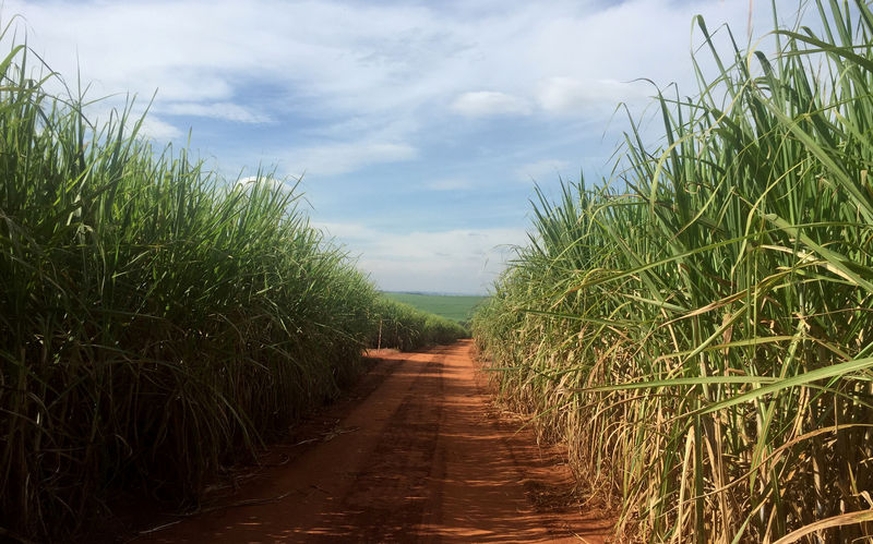 © Reuters. Campos de cana-de açúcar em Ribeirão Preto