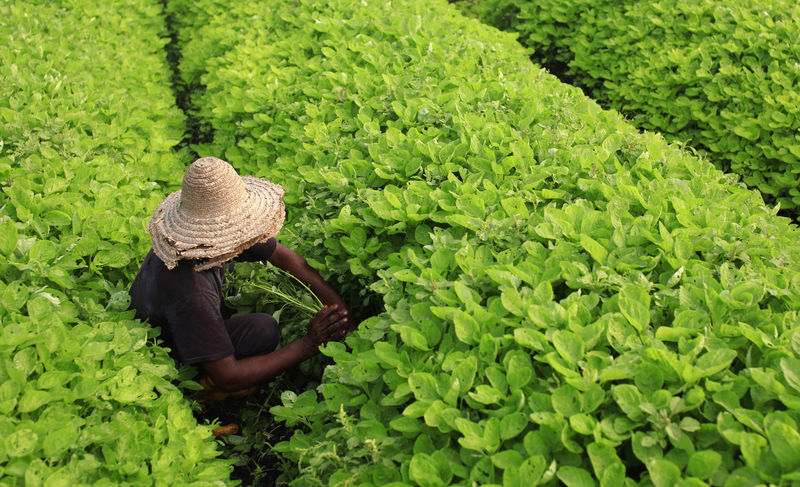 © Reuters. A farmer works in a vegetable field at his farm in Klang, outside Kuala Lumpur