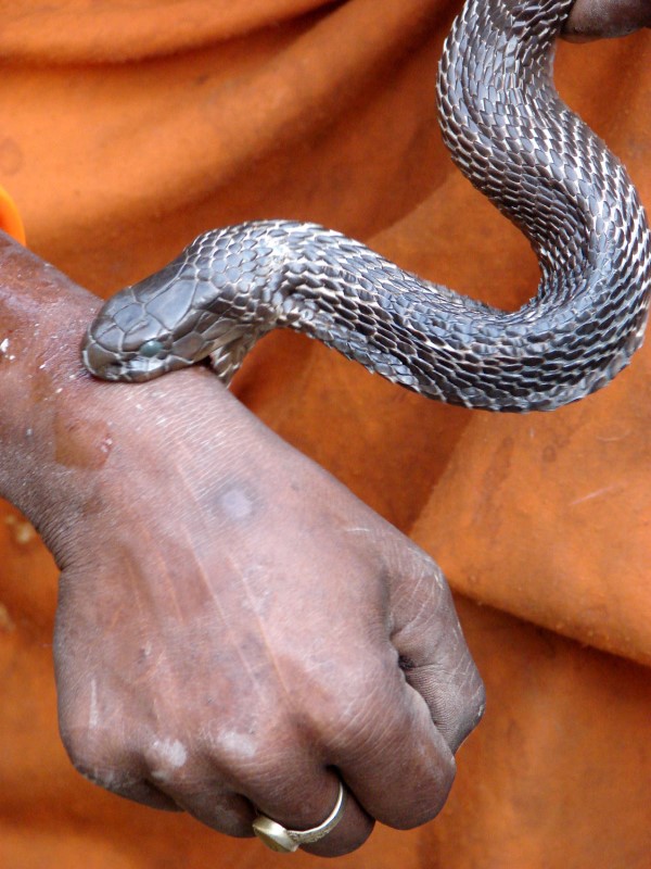 © Reuters. صندوق خيري يخصص نحو 100 مليون دولار للبحث عن علاج للدغات الثعابين