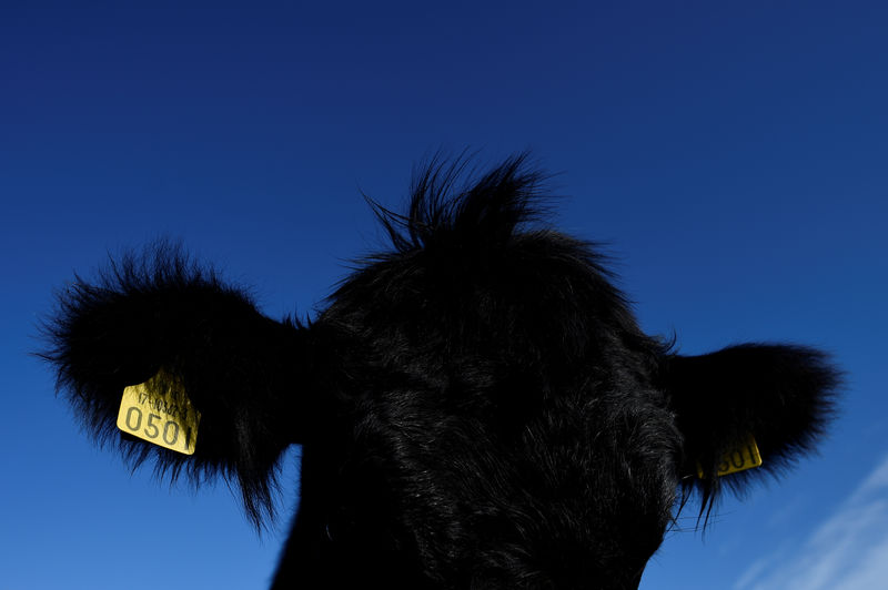 © Reuters. FILE PHOTO: The top of the head and ears of an Aberdeen Angus cow is seen in Enniskerry