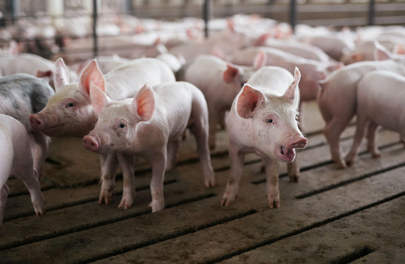 © Reuters. Pen of young pigs during a tour of a hog farm in Ryan