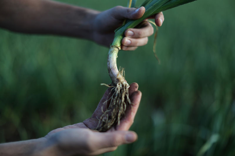 © Reuters. Ken Christopher holds a garlic plant at Christopher Ranch in Gilroy