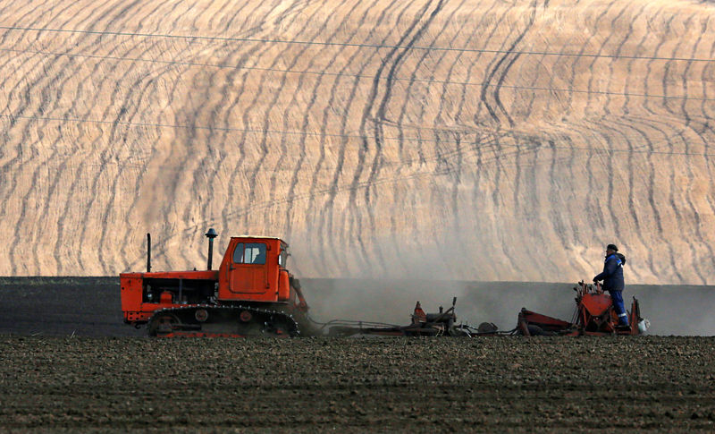 © Reuters. Посев пшеницы на поле около деревни Малая Тумна