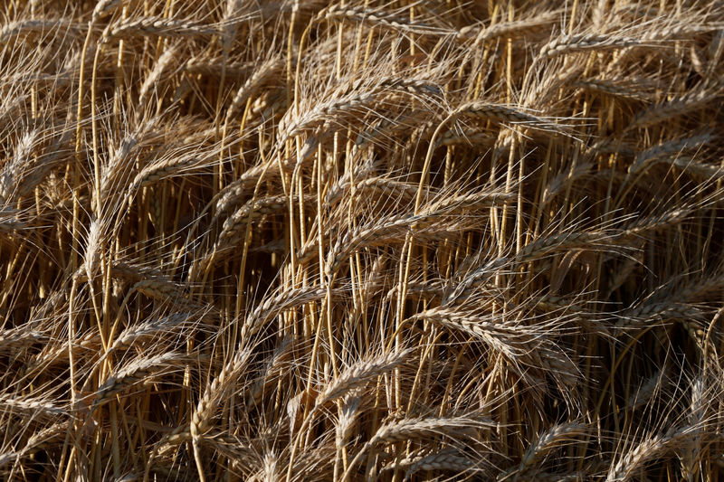 © Reuters. Поле пшеницы в Киевской области
