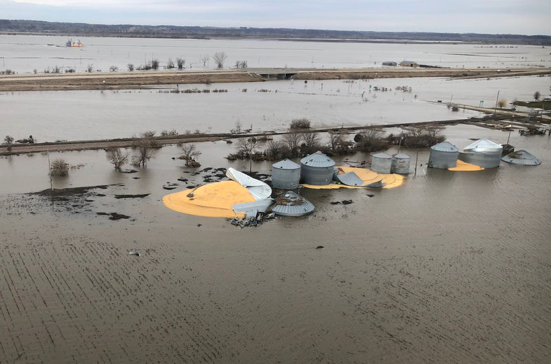 © Reuters. FILE PHOTO: The contents of grain silos which burst from flood damage are shown in south western Iowa