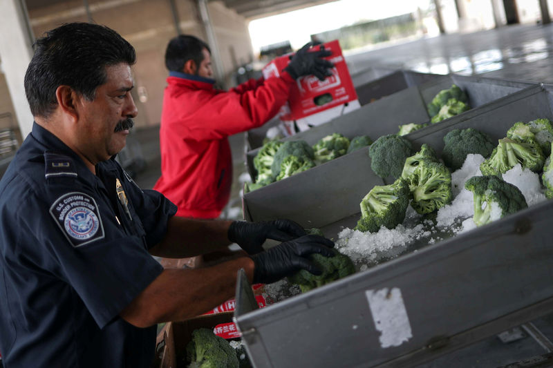 © Reuters. FILE PHOTO: A CBP Agriculture Specialist checks imported broccoli from Mexico at the PharrPort of Entry in Los Indios, Texas