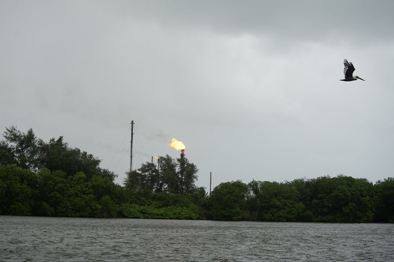 © Reuters. FILE PHOTO: A pelican flies near the chimney at crude oil terminal Dos Bocas near a mangrove area in Paraiso