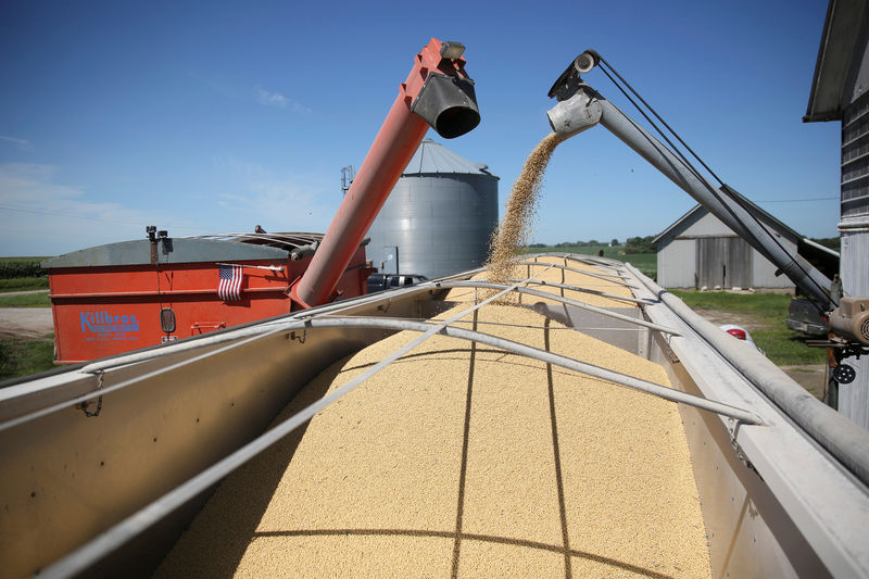 © Reuters. FILE PHOTO: A trailer is filled with soybeans at a farm in Buda, Illinois