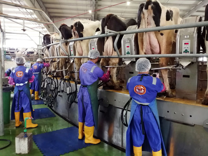 © Reuters. Workers milk cows using milking machines at Baladna farm in the city of Al-Khor