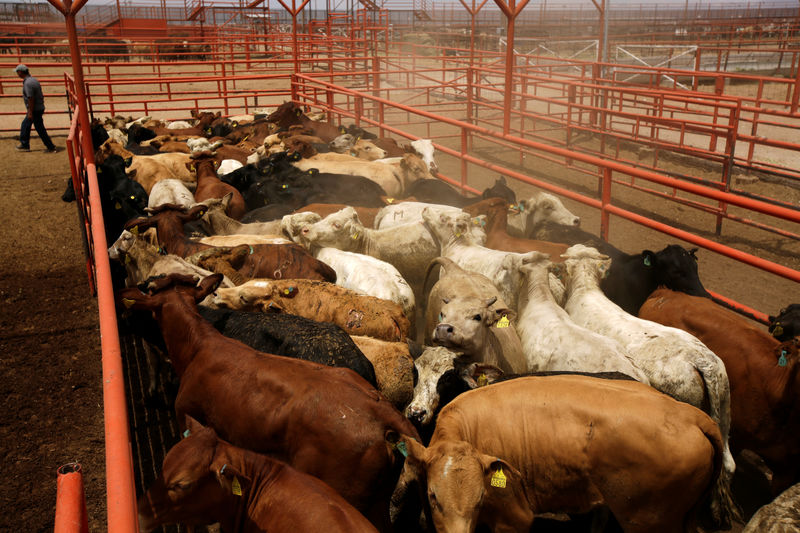 © Reuters. Livestock is pictured at the facilities of the Chihuahua cattle breeder's union before being exported to the U.S., at the San Jeronimo/Teresa border crossing point, on the outskirts of Ciudad Juarez