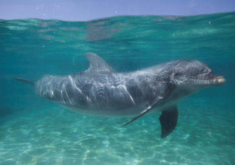 © Reuters. ناشطون يحثون على وقف عروض الدلافين في متنزهات سي وورلد الأمريكية