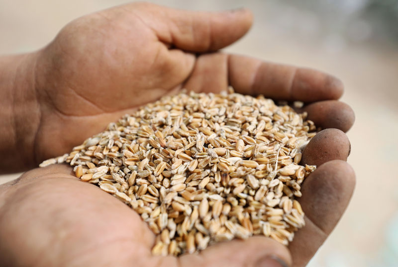 © Reuters. A farmer displays wheat grains at a field in the El-Menoufia governorate, north of Cairo