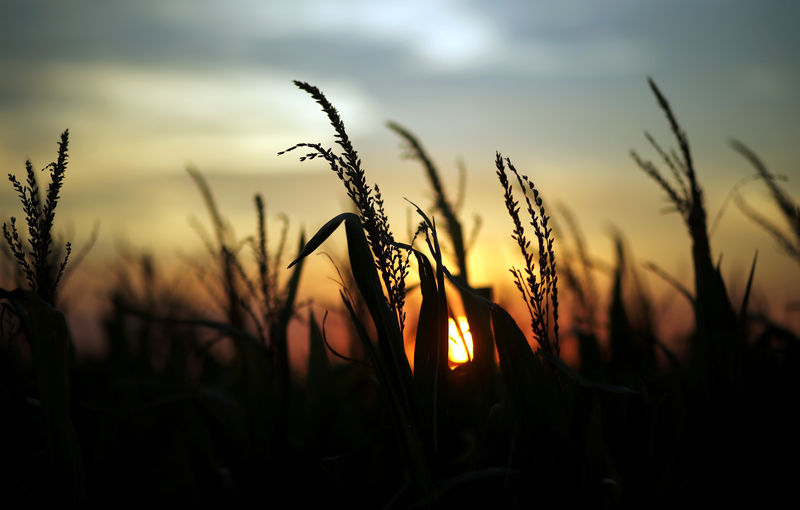 © Reuters. FILE PHOTO: Corn plants are seen at sunset in a farm near Rafaela