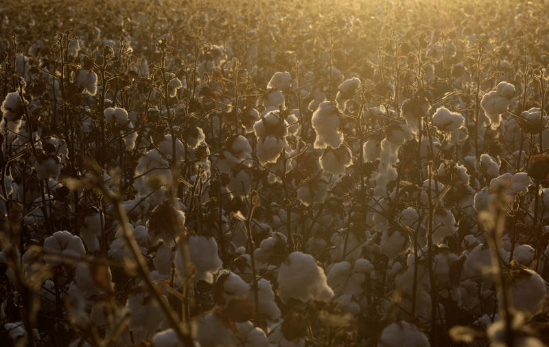 © Reuters. Plantação de algodão em fazenda perto de Luis Eduardo Magalhães, na Bahia