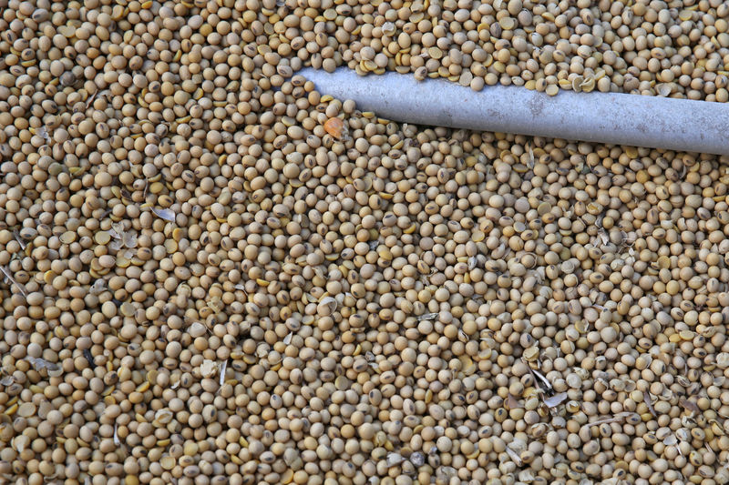 © Reuters. FILE PHOTO: Soybeans sit in a truck as they are loaded at the Ruff Brothers Grain elevator in Leonore, Illinois