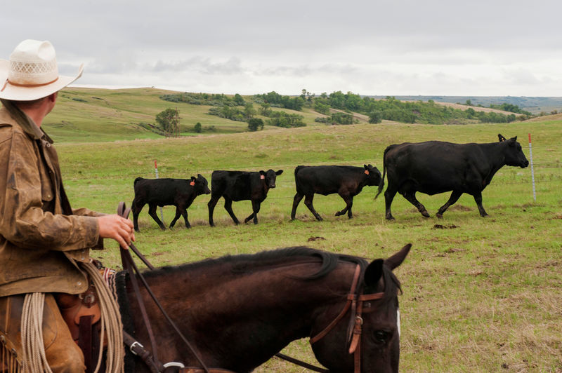 © Reuters. FILE PHOTO: Ranchers sort cattle for early weaning in North Dakota