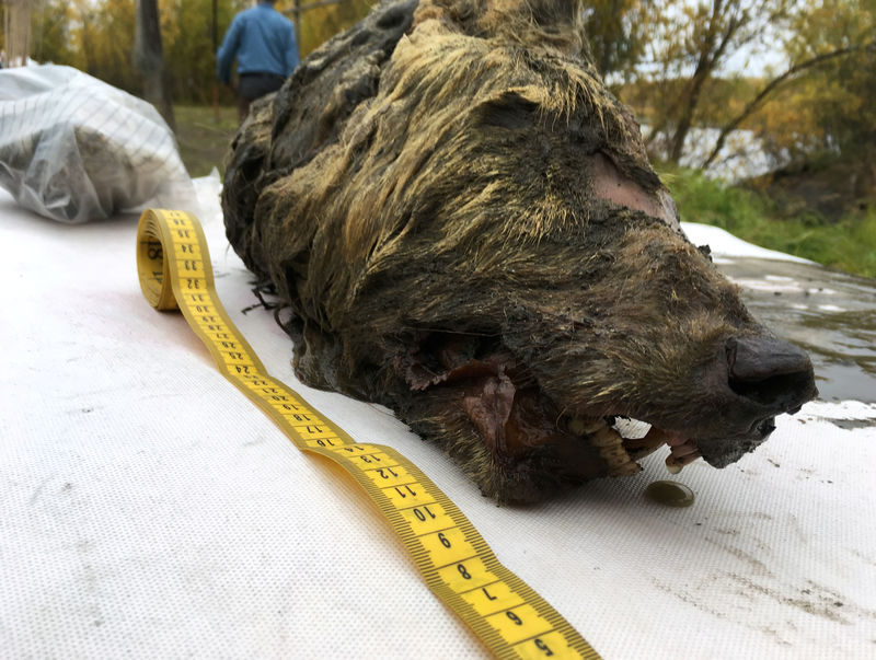 © Reuters. Cabeça de lobo de 40 mil anos preservada no gelo em Yakutia, na Rússia