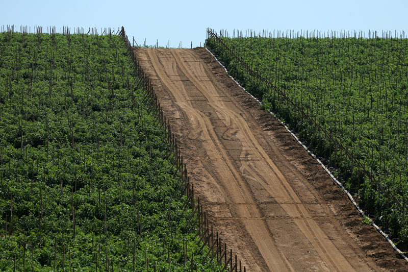 © Reuters. Campo de tomates em uma fazenda em Oceanside, Califórnia