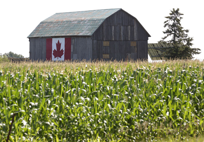 © Reuters. Corn ripens near a barn adorned with a Canadian flag on a farm near Minesing