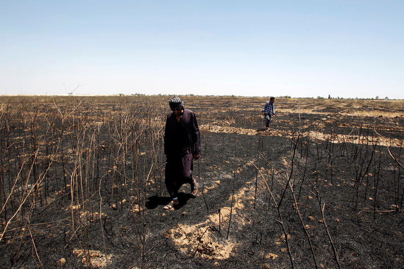 © Reuters. Farmers inspect the wheat crops at their field, which was burned by fire in Alam area, east of Tikrit