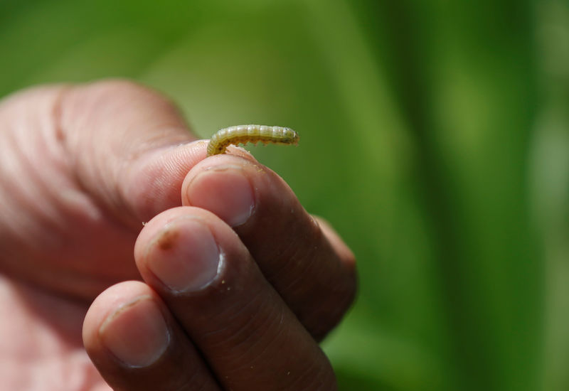 © Reuters. A farmer shows an Army Worm in a maize field at Pak Chong district in Thailand