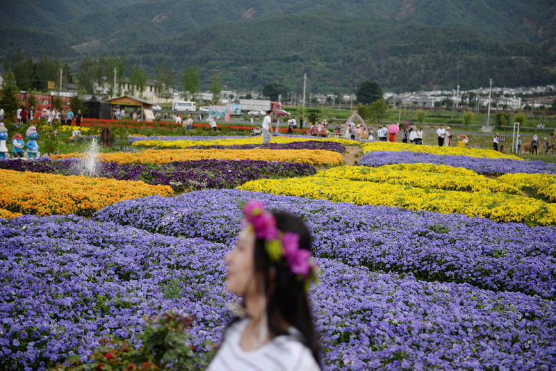 © Reuters. Woman poses for photos next to a field of flowers near Erhai Lake in Dali