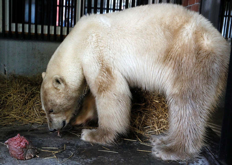 © Reuters. Ursa polar que foi encontrada perdida na cidade de Norilsk é alimentada em zoológico em Krasnoyarsk, na Rússia