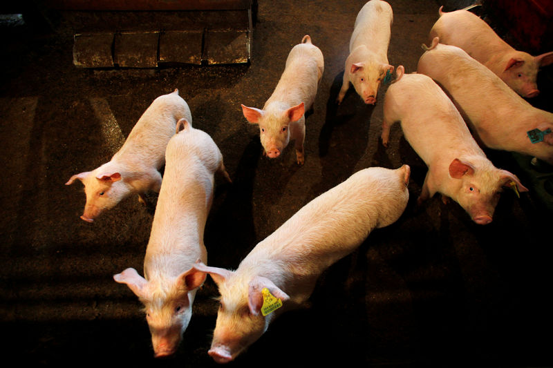 © Reuters. FILE PHOTO: Baby pigs in Alberta farm