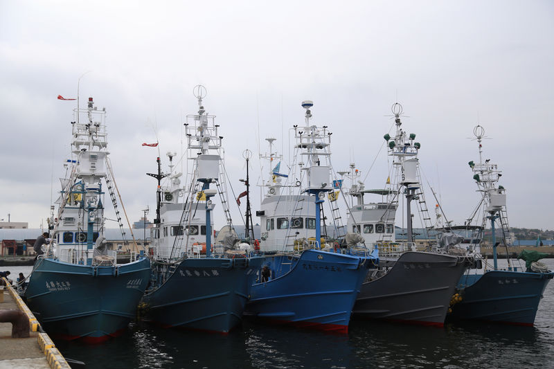 © Reuters. Barcos balleneros antes de la reanudación de la caza comercial de ballenas en el puerto de Kushiro, Japón