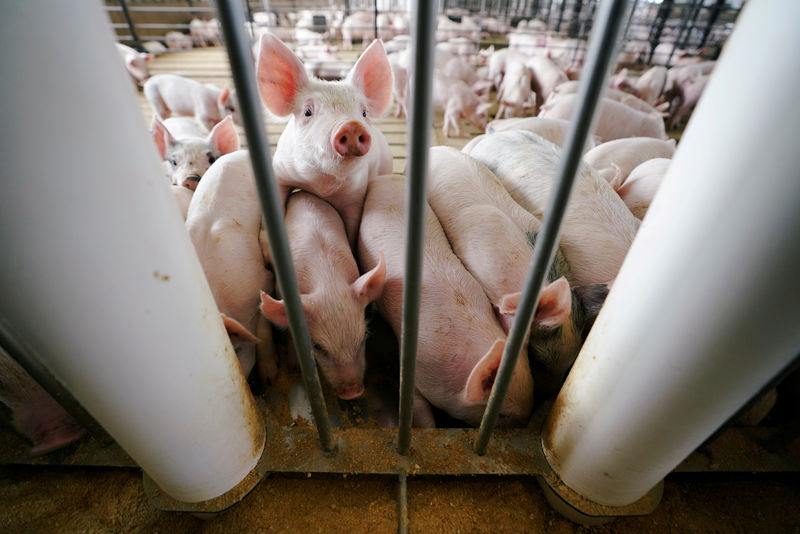 © Reuters. FILE PHOTO: Young pigs feed in a pen at a hog farm in Ryan