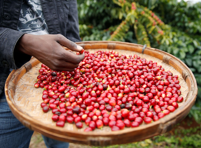 Premium prices attract small farmers back to coffee growing in Zimbabwe