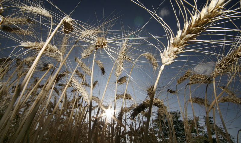 Alemanha se prepara para grande safra de trigo enquanto se recupera da seca de 2018